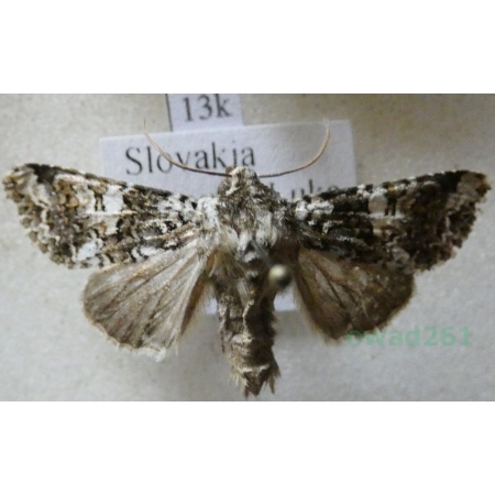 Hadena confusa (Hufnagel, 1766) Ponocnica kroplówka Slovakia13k